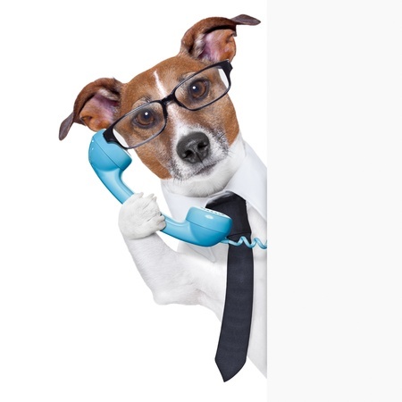 20313845 - business dog on the phone behind a blank placard
